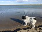 Adopt Bodie a White - with Black Great Pyrenees / Australian Shepherd / Mixed