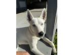 Adopt Yeti a White Canaan Dog / Husky / Mixed dog in San Antonio, TX (41320719)