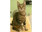 Adopt Riley a Brown Tabby Domestic Shorthair (short coat) cat in Englewood
