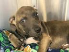 Adopt Charmin a Brown/Chocolate Mixed Breed (Large) / Mixed dog in Georgetown