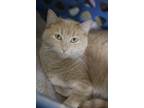 Adopt Star a Orange or Red Domestic Shorthair / Mixed Breed (Medium) / Mixed