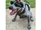 Adopt Bandit a Black - with Gray or Silver Australian Cattle Dog / Mixed dog in