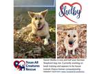 Adopt Shelby a German Shepherd Dog / Mixed dog in Alvarado, TX (40438247)