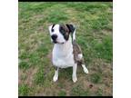 Adopt Prince a Brindle American Pit Bull Terrier / Mixed dog in Bluff City