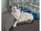 Adopt Georgie a White (Mostly) Turkish Van / Mixed (short coat) cat in Azusa