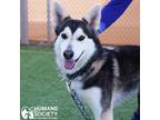 Adopt UNA a White - with Black Siberian Husky / Mixed dog in Tucson