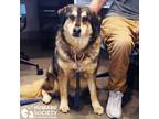Adopt BOBA "FET" a Tan/Yellow/Fawn Alaskan Malamute / Mixed dog in Tucson