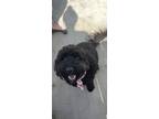 Adopt Daisy a Black Goldendoodle / Mixed dog in Shiner, TX (41313771)