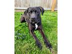Adopt Indi a Black - with White Rottweiler / American Pit Bull Terrier / Mixed