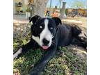 Adopt Juniper a Black - with White Australian Shepherd / Mixed dog in Barstow