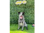 Adopt Loni a Black - with Gray or Silver Australian Cattle Dog / Mixed dog in