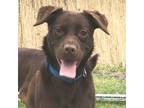 Adopt Wednesday a Brown/Chocolate Labrador Retriever / Mixed Breed (Medium) /