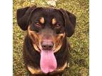 Adopt Chester a Brown/Chocolate Labrador Retriever / Mixed dog in Potsdam