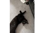 Adopt Rugby a All Black American Shorthair / Mixed (short coat) cat in Peoria