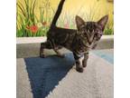 Adopt Coal a Brown Tabby Domestic Shorthair (short coat) cat in Whittier
