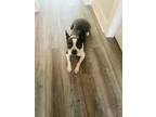 Adopt Rocco a Brindle - with White Border Terrier / Border Collie / Mixed dog in