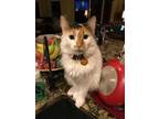 Adopt Pumpkin a Calico or Dilute Calico Domestic Longhair / Mixed (long coat)