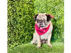 Adopt Agatha a White - with Tan, Yellow or Fawn Mixed Breed (Small) / Pug /