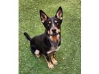 Adopt Butch II a Black Australian Cattle Dog / Mixed dog in Farmington