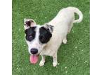 Adopt Lynn a White Australian Cattle Dog / Mixed dog in Farmington