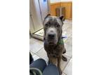 Adopt King a Brindle Cane Corso / Mixed dog in Howard City, MI (41320515)