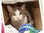 Adopt Lindy Hop a White Domestic Shorthair / Domestic Shorthair / Mixed cat in