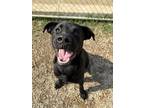 Adopt Mister a Black Labrador Retriever / Mixed dog in Fort Worth, TX (41126789)