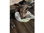 Adopt Shadow a Gray or Blue American Shorthair / Mixed (short coat) cat in
