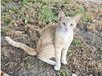 Adopt Sly a Orange or Red Tabby Domestic Shorthair / Mixed (short coat) cat in