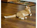 Adopt Sir Roland a Domestic Shorthair / Mixed cat in Spokane Valley