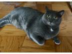 Adopt Rocco a Gray or Blue Russian Blue / Mixed (short coat) cat in Arlington