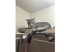 Adopt Willow a Gray or Blue (Mostly) Domestic Shorthair / Mixed (short coat) cat