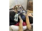 Adopt Max a Brown/Chocolate Labrador Retriever / Mixed dog in Dinuba