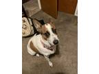 Adopt Kira a White - with Brown or Chocolate Jack Russell Terrier / Mixed dog in