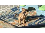 Adopt Cinna a Red/Golden/Orange/Chestnut Mixed Breed (Small) / Mixed dog in