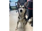 Adopt Whisper - Adoptable a Husky / Mixed dog in Chickamauga, GA (41320334)