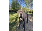 Adopt Big Zeus a Gray/Blue/Silver/Salt & Pepper Mixed Breed (Large) / Mixed dog