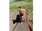 Adopt Dodger a Tan/Yellow/Fawn Mixed Breed (Large) / Mixed dog in Fairfax