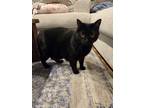 Adopt Sully a All Black Manx (short coat) cat in Arden, NC (41320321)