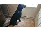 Adopt Ned a Black Labrador Retriever / Mutt / Mixed dog in San Antonio