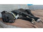 Adopt Henry a Black - with White American Pit Bull Terrier / Mixed dog in