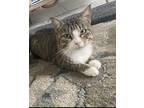 Adopt Gizmo a Gray, Blue or Silver Tabby Domestic Shorthair / Mixed (short coat)