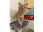 Adopt Orange Kitty a Orange or Red Domestic Shorthair / Mixed (short coat) cat