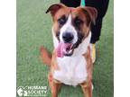 Adopt CARL a Tricolor (Tan/Brown & Black & White) St. Bernard / Mixed dog in