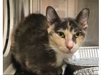 Adopt ZELDA a Gray or Blue Domestic Mediumhair / Mixed (medium coat) cat in