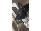 Adopt Jax a Black - with White Border Collie / Australian Cattle Dog / Mixed dog