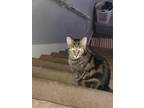 Adopt Dazai a Gray, Blue or Silver Tabby Tabby / Mixed (short coat) cat in