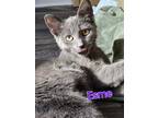 Adopt Esme a Gray or Blue Domestic Shorthair / Domestic Shorthair / Mixed cat in