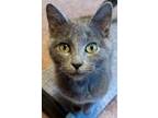 Adopt Cleopatra a Gray or Blue Domestic Shorthair / Mixed Breed (Medium) / Mixed