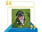 Adopt Cash a German Shepherd Dog / Mixed dog in Stouffville, ON (41062388)